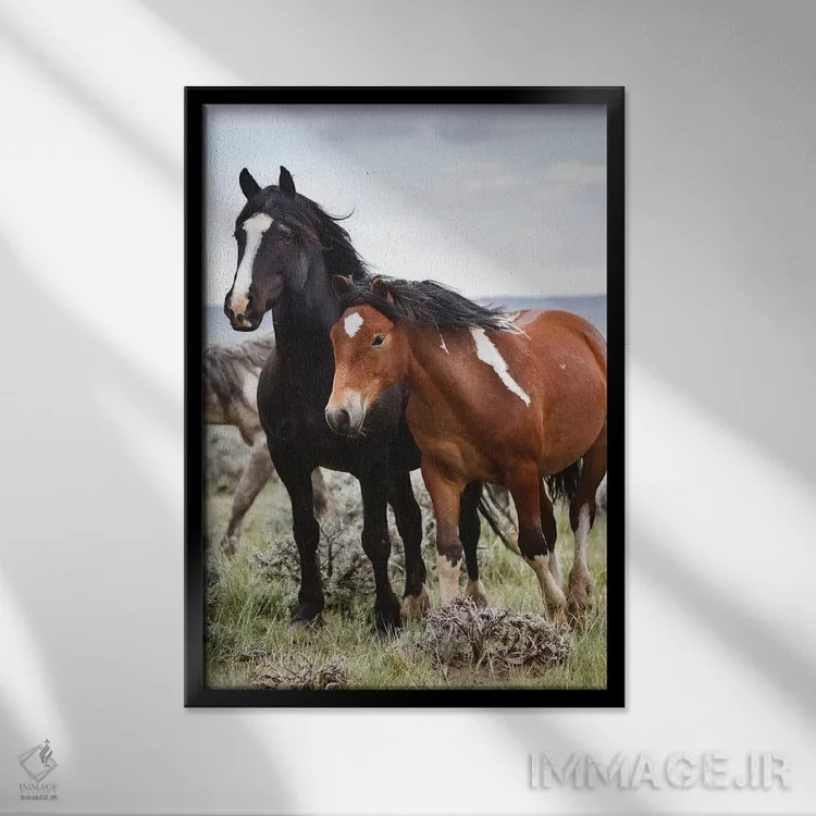تابلو دکوراتیو اسب های وحشی در دشت، کودی، پارک کانتی، وایومینگ، آمریکا اثر لری دیتو - نمای قابدار مشکی
