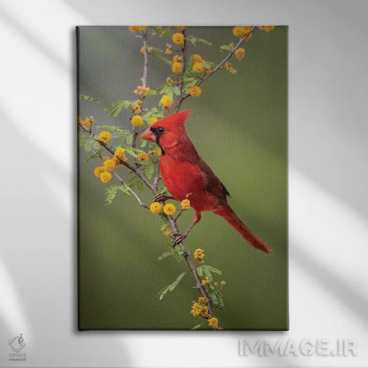 تابلو دکوراتیو کارباورال شمالی نشسته اثر لری دیتو - نمای روبهرو روی دیوار