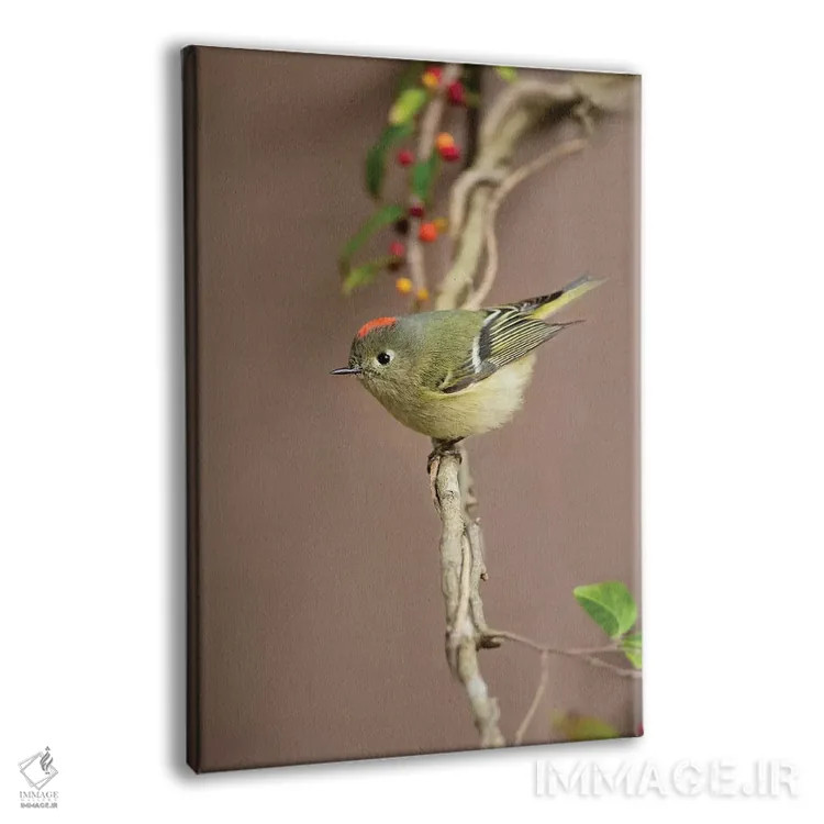 تابلو دکوراتیو کینگلت تاج سرخ نشسته اثر لری دیتو - نمای پرسپکتیو محصول