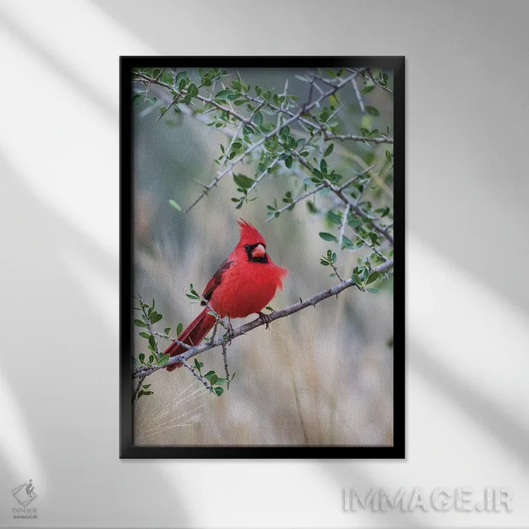 تابلو دکوراتیو کارباورال شمالی نشسته اثر لری دیتو - نمای قابدار مشکی