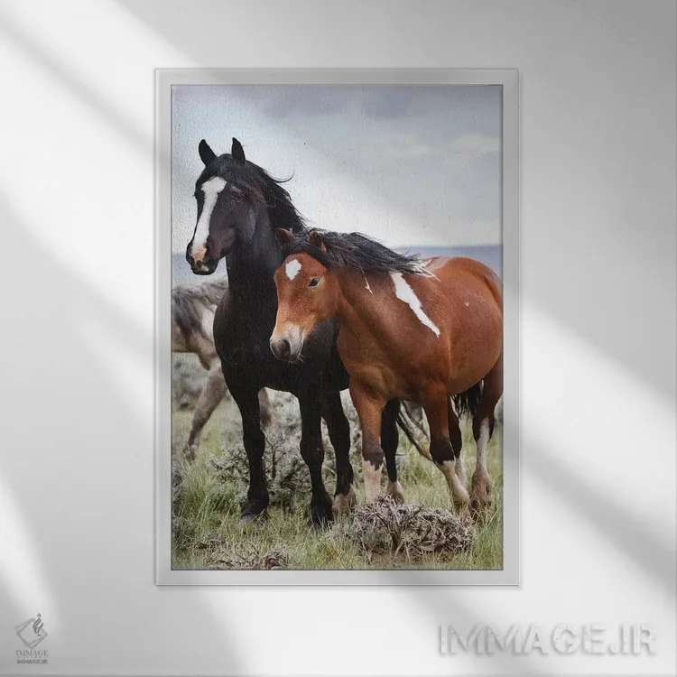 تابلو دکوراتیو اسب های وحشی در دشت، کودی، پارک کانتی، وایومینگ، آمریکا اثر لری دیتو - نمای قابدار سفید
