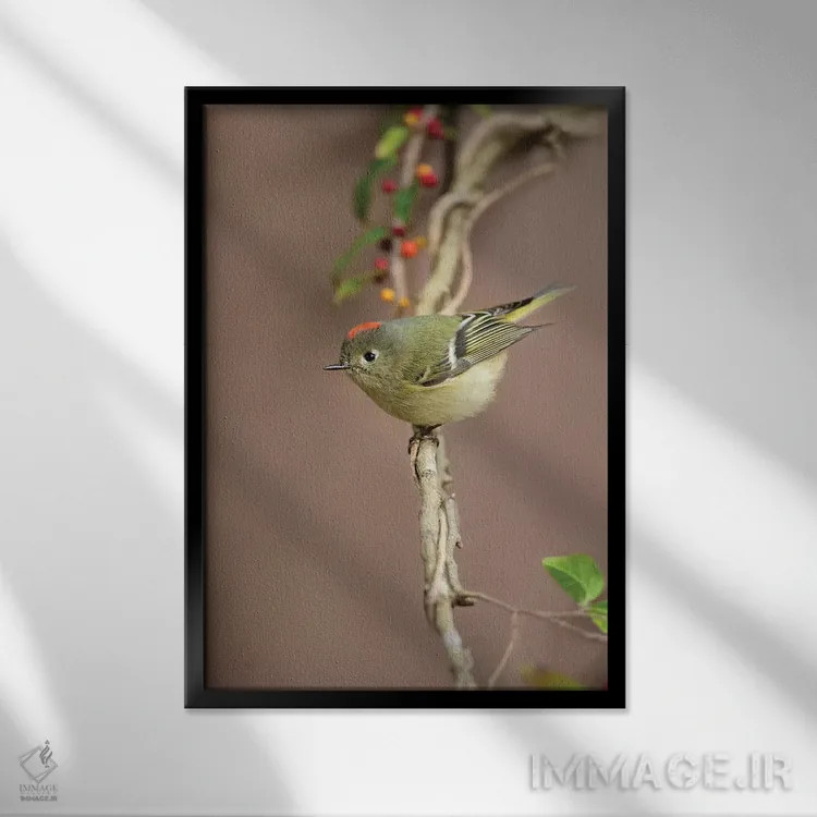 تابلو دکوراتیو کینگلت تاج سرخ نشسته اثر لری دیتو - نمای قابدار مشکی