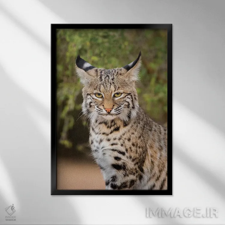 تابلو دکوراتیو گربه وحشی نشسته اثر لری دیتو - نمای قابدار مشکی