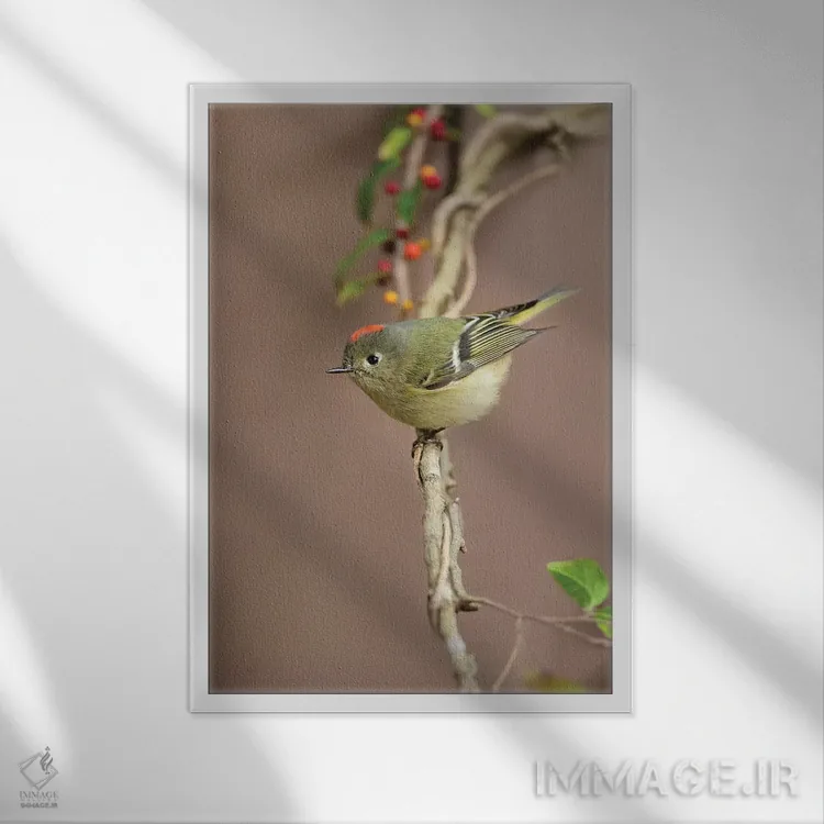 تابلو دکوراتیو کینگلت تاج سرخ نشسته اثر لری دیتو - نمای قابدار سفید