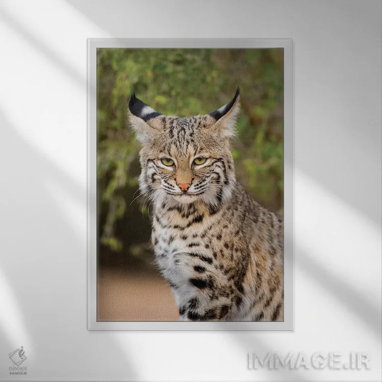 تابلو دکوراتیو گربه وحشی نشسته اثر لری دیتو - نمای قابدار سفید