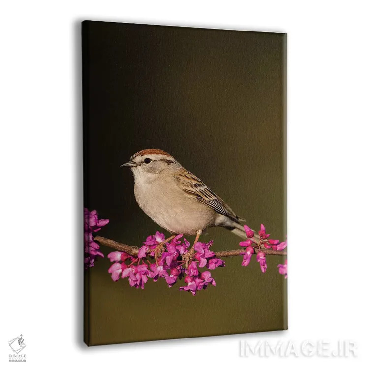 تابلو دکوراتیو گنجشک چیپینگ نشسته اثر لری دیتو - نمای پرسپکتیو محصول