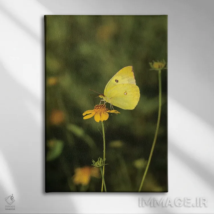 تابلو دکوراتیو پروانه داگ فیس جنوبی در حال تغذیه اثر لری دیتو - نمای روبهرو روی دیوار