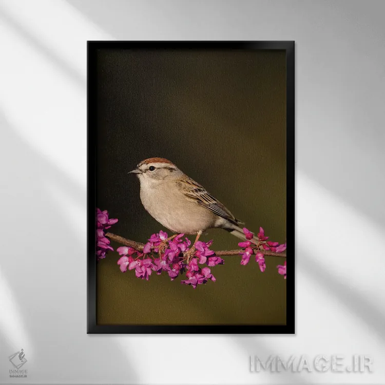 تابلو دکوراتیو گنجشک چیپینگ نشسته اثر لری دیتو - نمای قابدار مشکی