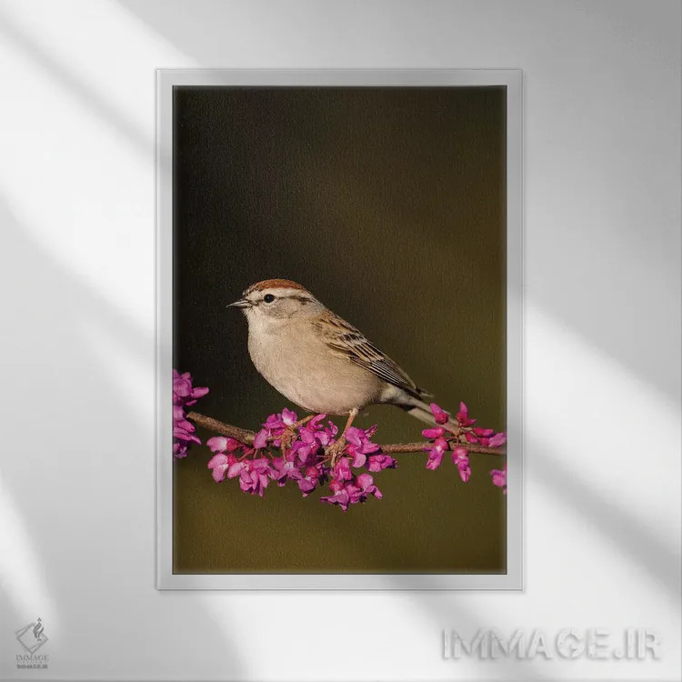 تابلو دکوراتیو گنجشک چیپینگ نشسته اثر لری دیتو - نمای قابدار سفید