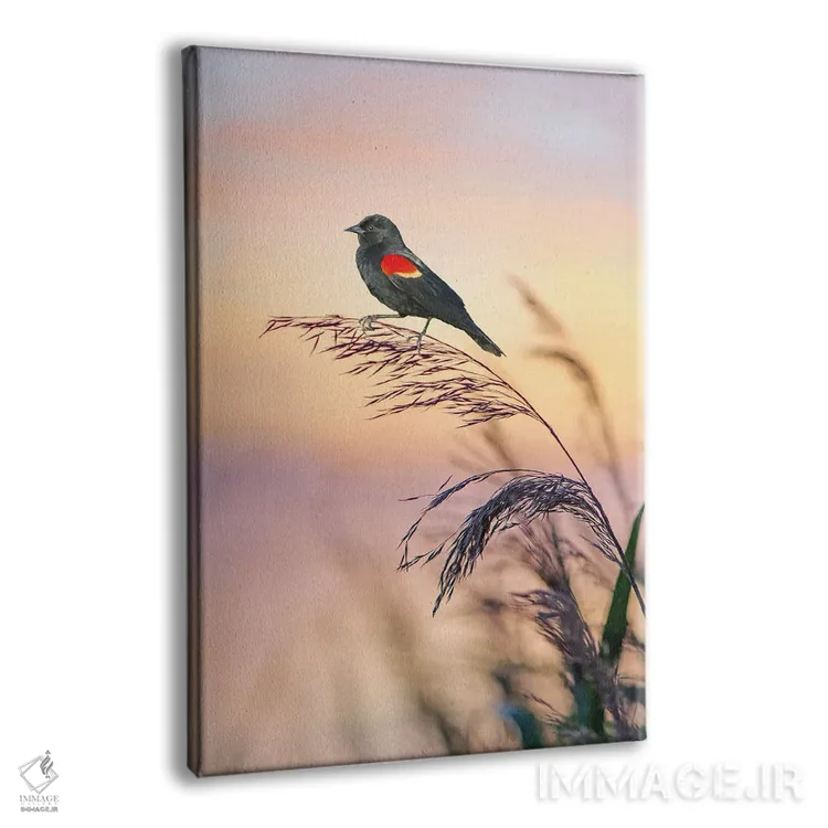 تابلو دکوراتیو سینه سرخ بال قرمز در باتلاق های غروب اثر لورا دی یانگ - نمای پرسپکتیو محصول