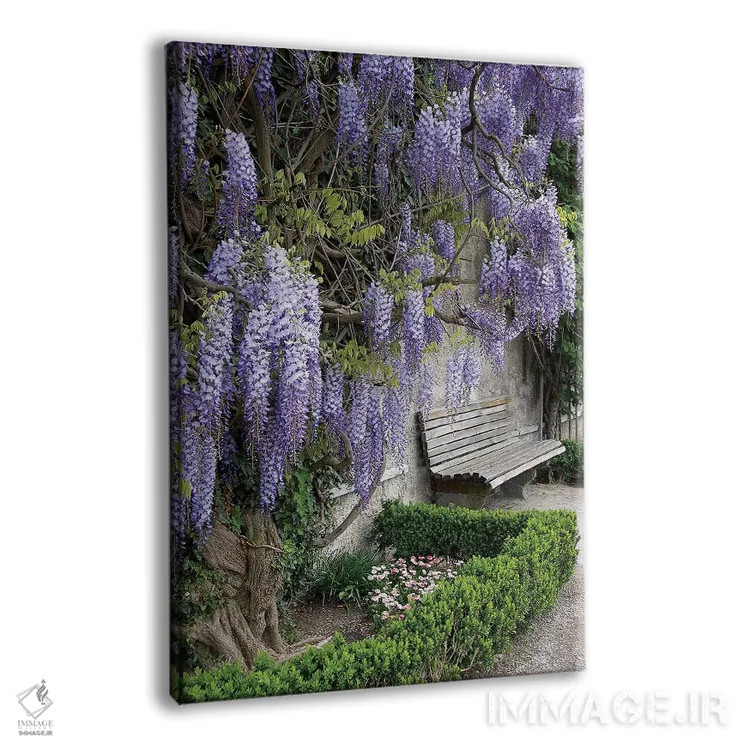 تابلو دکوراتیو Austria, Salzburg Stadt, Salzburg, Wisteria In Mirab… اثر لیزا اس. انگلبریخت - نمای پرسپکتیو محصول