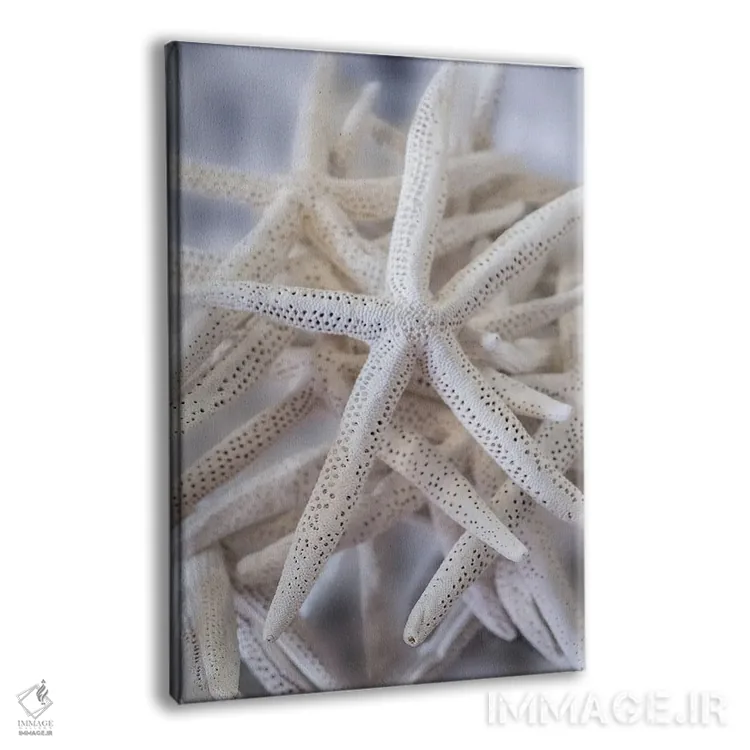 تابلو دکوراتیو USA,ستاره عنکبوتی بزرگ سفید، آمریکا اثر لیزا اس. انگلبریخت - نمای پرسپکتیو محصول