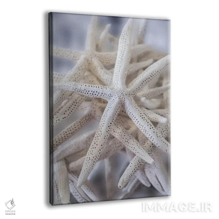 تابلو دکوراتیو USA,ستاره عنکبوتی بزرگ سفید، آمریکا اثر لیزا اس. انگلبریخت - نمای پرسپکتیو محصول