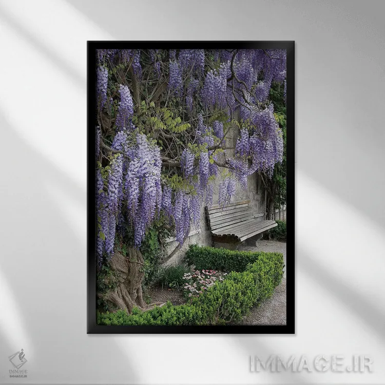 تابلو دکوراتیو Austria, Salzburg Stadt, Salzburg, Wisteria In Mirab… اثر لیزا اس. انگلبریخت - نمای قابدار مشکی
