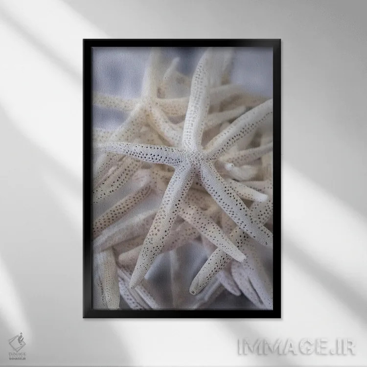 تابلو دکوراتیو USA,ستاره عنکبوتی بزرگ سفید، آمریکا اثر لیزا اس. انگلبریخت - نمای قابدار مشکی