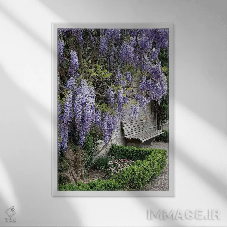 تابلو دکوراتیو Austria, Salzburg Stadt, Salzburg, Wisteria In Mirab… اثر لیزا اس. انگلبریخت - نمای قابدار سفید