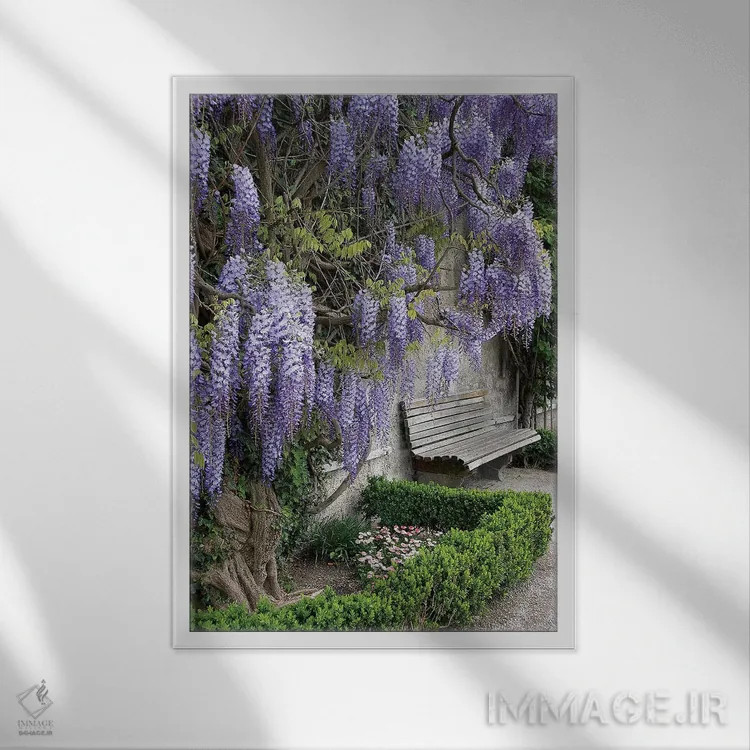 تابلو دکوراتیو Austria, Salzburg Stadt, Salzburg, Wisteria In Mirab… اثر لیزا اس. انگلبریخت - نمای قابدار سفید