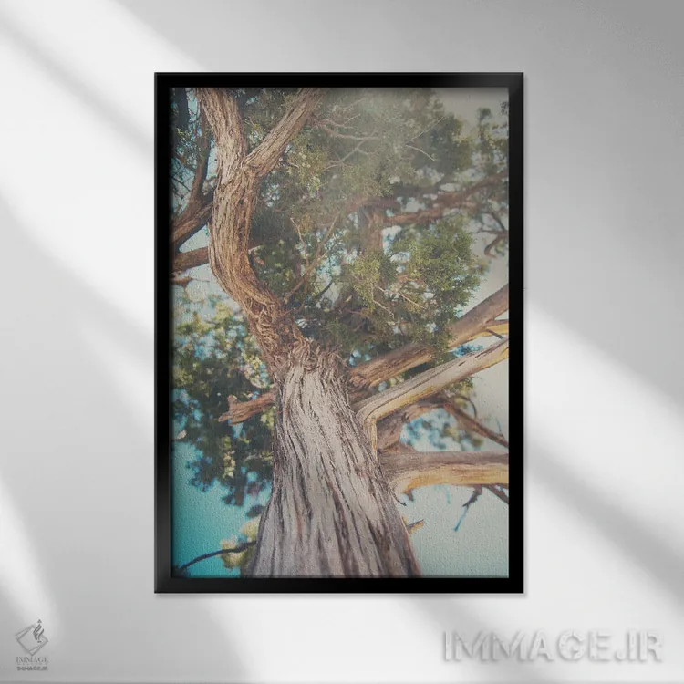 تابلو دکوراتیو نگاه رو به بالا میان برگ های درخت سرو کوهی اثر لورا ایوانز - نمای قابدار مشکی