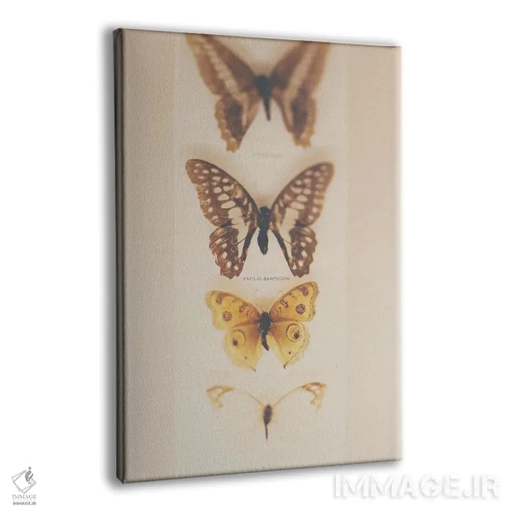 تابلو دکوراتیو تبدیل از کرم ابریشم به پروانه اثر لورا ایوانز - نمای پرسپکتیو محصول