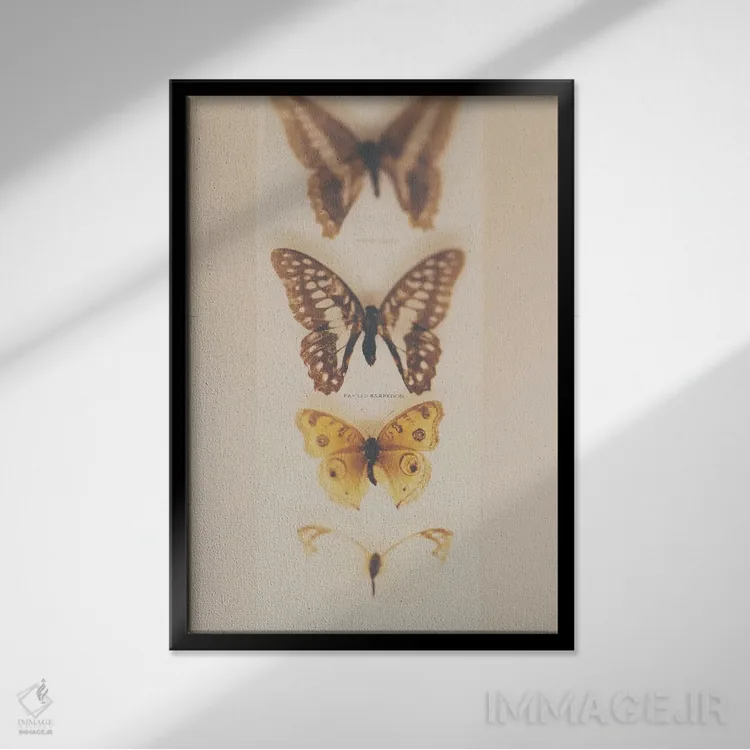 تابلو دکوراتیو تبدیل از کرم ابریشم به پروانه اثر لورا ایوانز - نمای قابدار مشکی