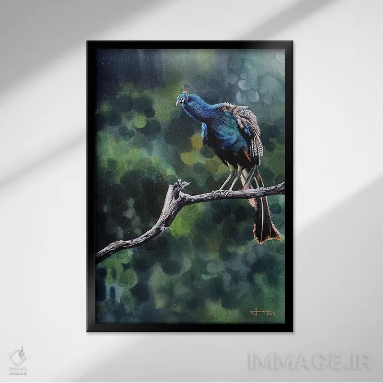 تابلو دکوراتیو طاووس نشسته اثر لیام کوموات - نمای قابدار مشکی