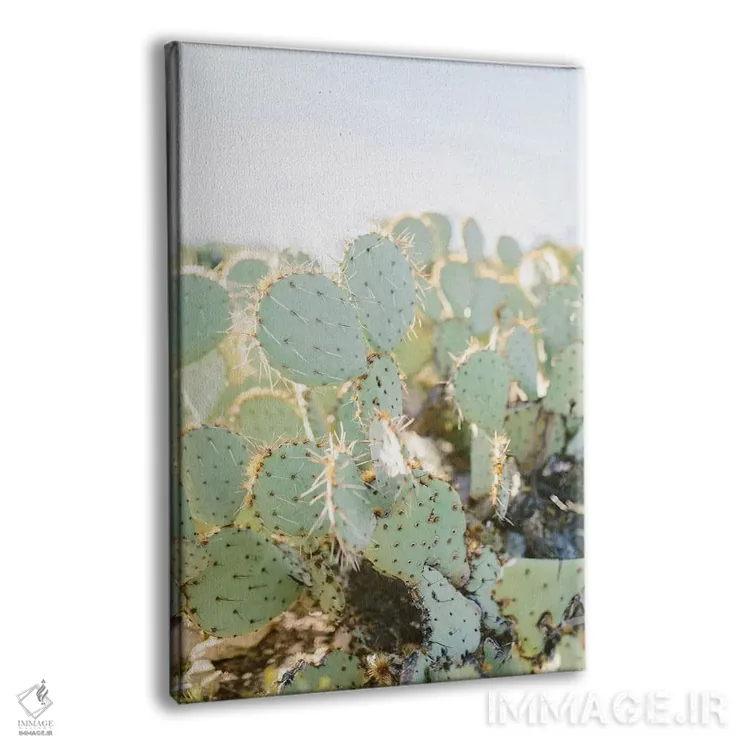 تابلو دکوراتیو Tuscon, Arizona,کاکتوس انجیری شماره ۲، توسکن، آریزونا اثر لاولی لیتل هوم کو - نمای پرسپکتیو محصول