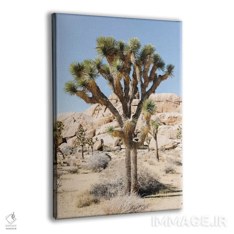 تابلو دکوراتیو Joshua Tree, California,منظر بیابانی شماره ۵، جاشوا ت… اثر لاولی لیتل هوم کو - نمای پرسپکتیو محصول