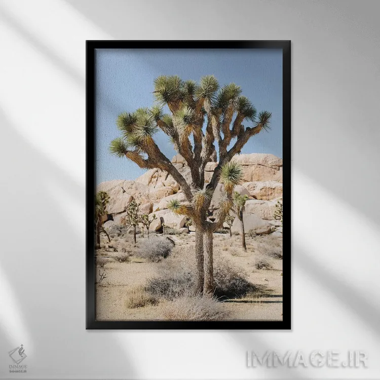 تابلو دکوراتیو Joshua Tree, California,منظر بیابانی شماره ۵، جاشوا ت… اثر لاولی لیتل هوم کو - نمای قابدار مشکی