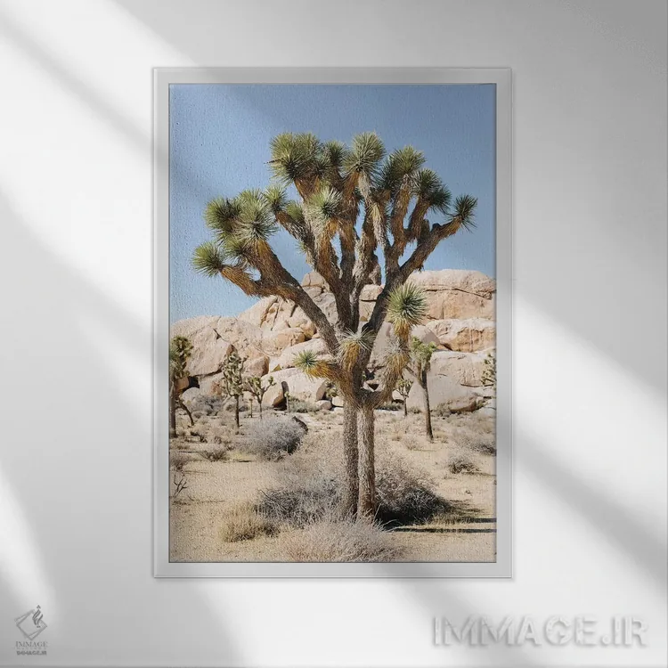 تابلو دکوراتیو Joshua Tree, California,منظر بیابانی شماره ۵، جاشوا ت… اثر لاولی لیتل هوم کو - نمای قابدار سفید