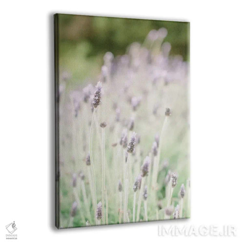 تابلو دکوراتیو Barcelona, Spain,اسطوخودوس، بارسلون، اسپانیا اثر لاولی لیتل هوم کو - نمای پرسپکتیو محصول