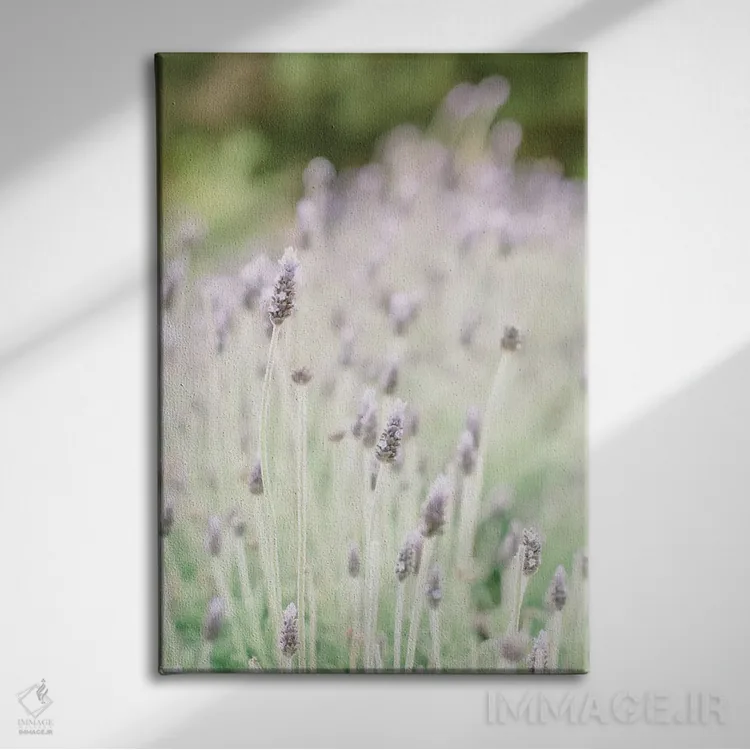 تابلو دکوراتیو Barcelona, Spain,اسطوخودوس، بارسلون، اسپانیا اثر لاولی لیتل هوم کو - نمای روبهرو روی دیوار