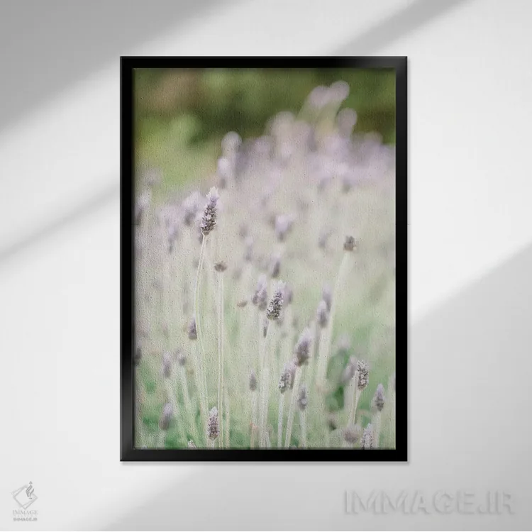 تابلو دکوراتیو Barcelona, Spain,اسطوخودوس، بارسلون، اسپانیا اثر لاولی لیتل هوم کو - نمای قابدار مشکی