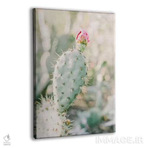 تابلو دکوراتیو Tuscon, Arizona,گل انجیر کاکتی، توسان، آریزونا اثر لاولی لیتل هوم کو - نمای پرسپکتیو محصول