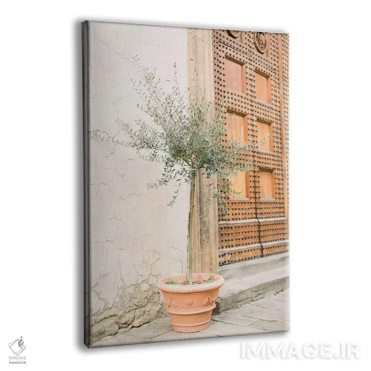تابلو دکوراتیو Florence, Italy,درخت زیتون، فلورانس، ایتالیا اثر لاولی لیتل هوم کو - نمای پرسپکتیو محصول
