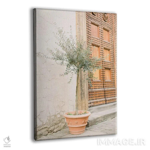 تابلو دکوراتیو Florence, Italy,درخت زیتون، فلورانس، ایتالیا اثر لاولی لیتل هوم کو - نمای پرسپکتیو محصول