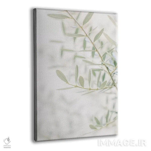 تابلو دکوراتیو Florence, Italy,نمای نزدیک درخت زیتون، فلورانس، ایتال… اثر لاولی لیتل هوم کو - نمای پرسپکتیو محصول