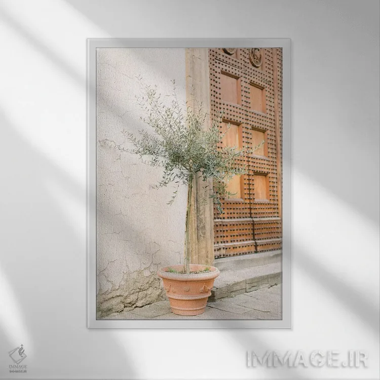 تابلو دکوراتیو Florence, Italy,درخت زیتون، فلورانس، ایتالیا اثر لاولی لیتل هوم کو - نمای قابدار سفید