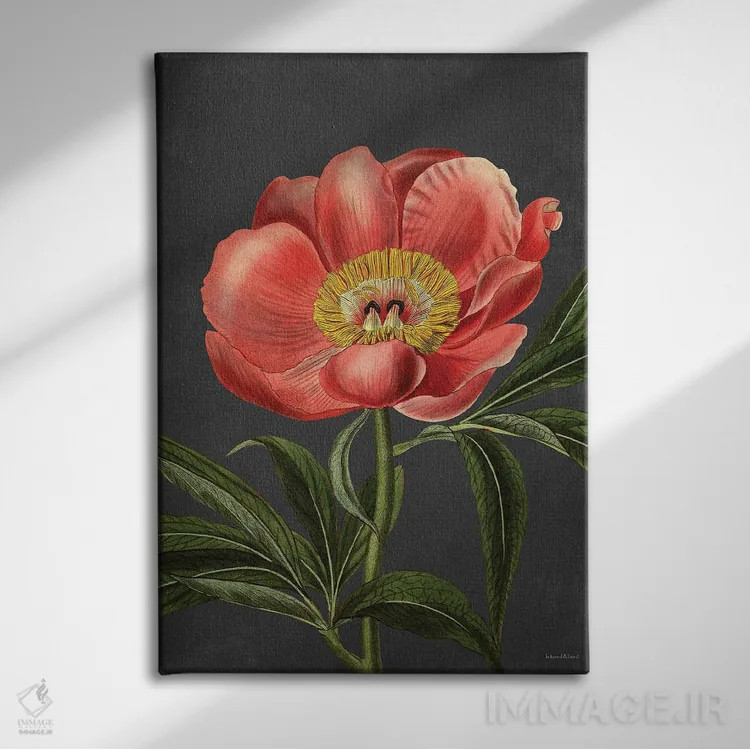 تابلو دکوراتیو گل صدتومانی اثر لترد اند لایند - نمای روبهرو روی دیوار