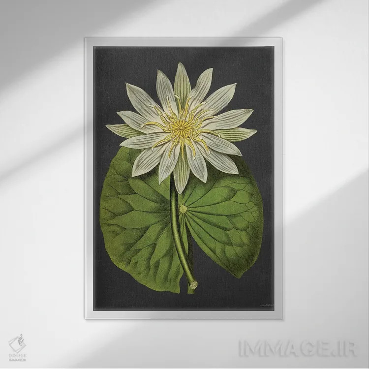 تابلو دکوراتیو سوسن اثر لترد اند لایند - نمای قابدار سفید