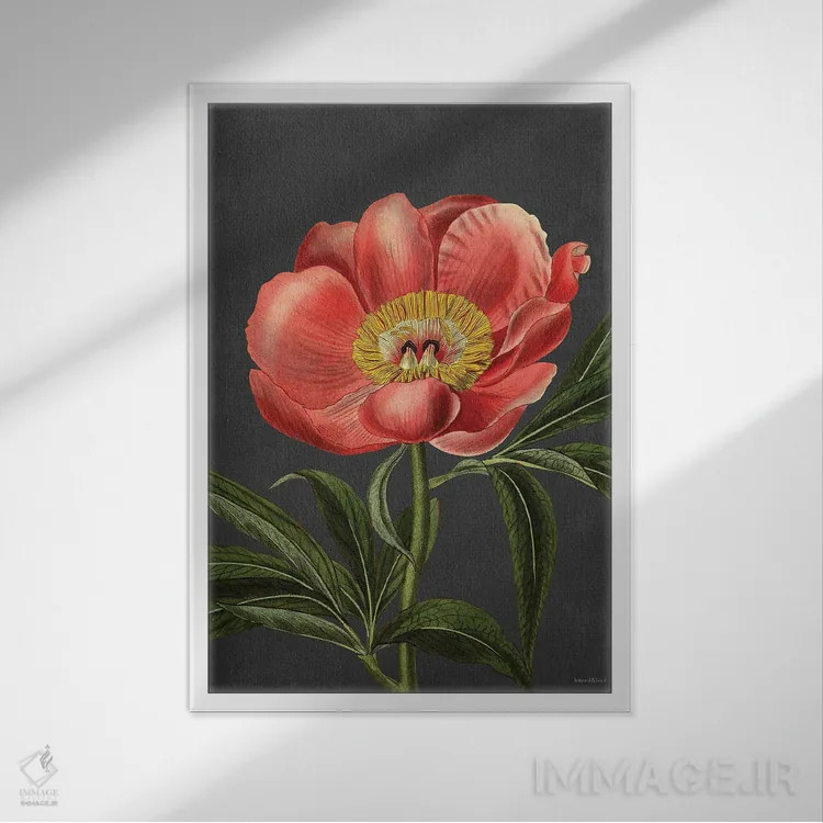 تابلو دکوراتیو گل صدتومانی اثر لترد اند لایند - نمای قابدار سفید