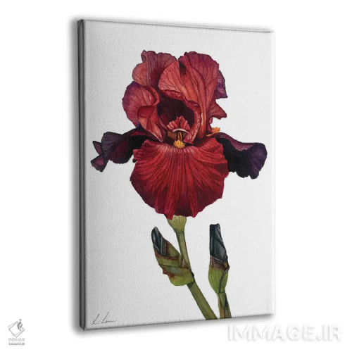 تابلو دکوراتیو "زنبق قرمز" اثر لیزا لنون - نمای پرسپکتیو محصول