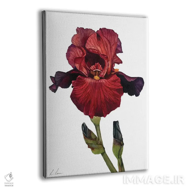 تابلو دکوراتیو "زنبق قرمز" اثر لیزا لنون - نمای پرسپکتیو محصول