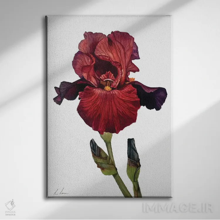 تابلو دکوراتیو "زنبق قرمز" اثر لیزا لنون - نمای روبهرو روی دیوار