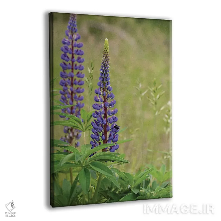 تابلو دکوراتیو زیبایی لوپین اثر لوئیس راث - نمای پرسپکتیو محصول