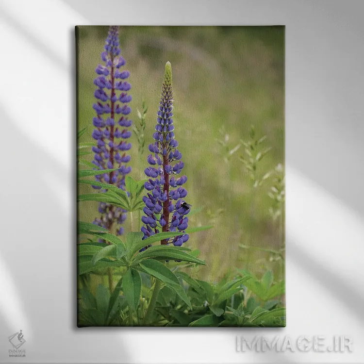 تابلو دکوراتیو زیبایی لوپین اثر لوئیس راث - نمای روبهرو روی دیوار