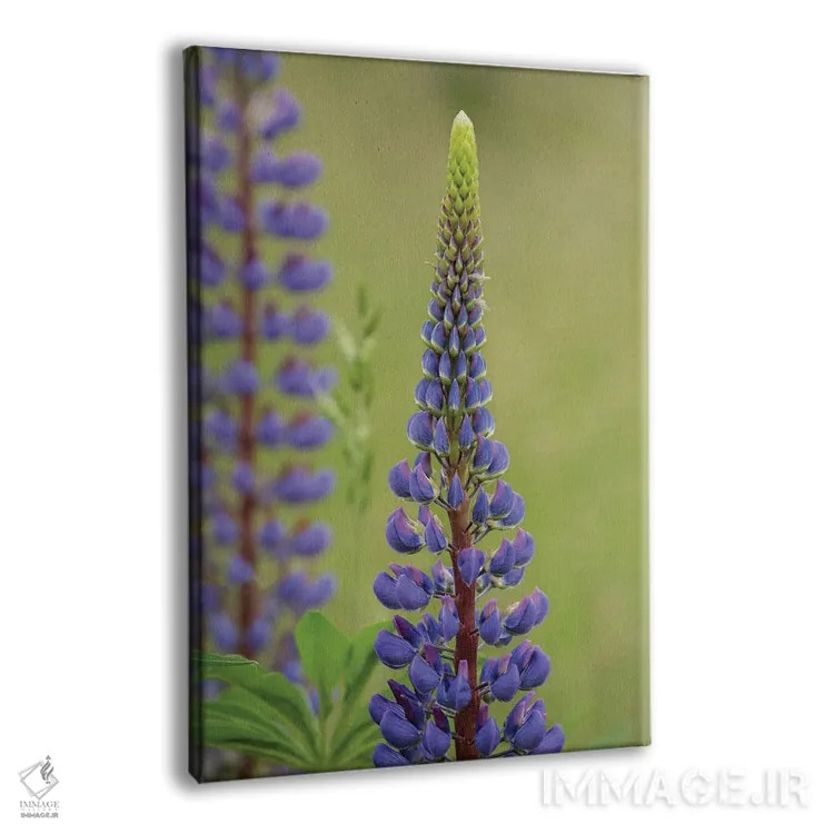 تابلو دکوراتیو زیبایی لوپین ۳ اثر لوئیس راث - نمای پرسپکتیو محصول