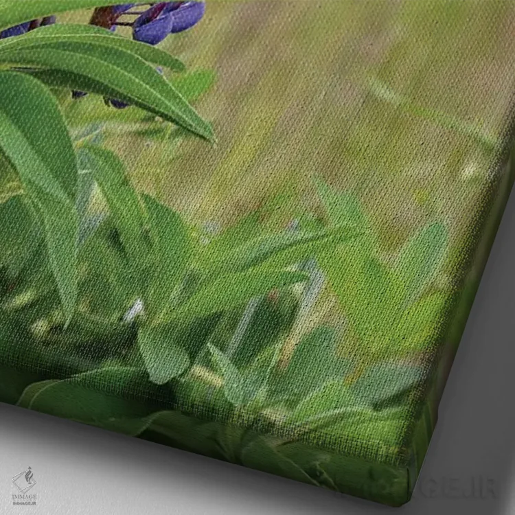 تابلو دکوراتیو زیبایی لوپین اثر لوئیس راث - نمای نزدیک بافت بوم