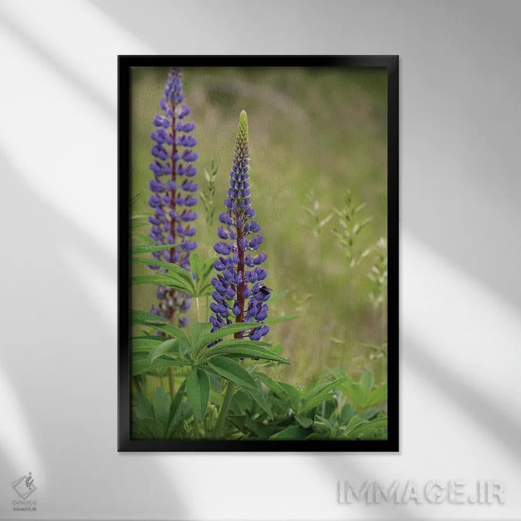 تابلو دکوراتیو زیبایی لوپین اثر لوئیس راث - نمای قابدار مشکی