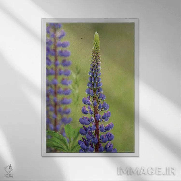 تابلو دکوراتیو زیبایی لوپین ۳ اثر لوئیس راث - نمای قابدار سفید