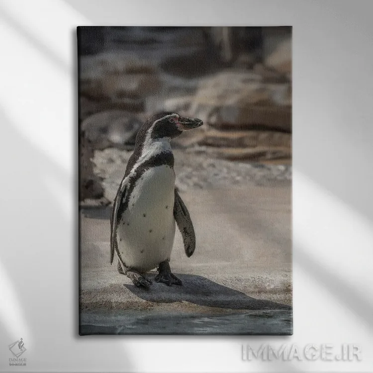تابلو دکوراتیو پنگوئن تنها اثر لوئیس راث - نمای روبهرو روی دیوار